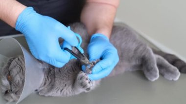 Eldivenli bir veteriner kedi pençelerini keser. Veteriner kliniğinde veteriner tasması takmış bir kedi. Evcil hayvan bakımı ve tedavisi