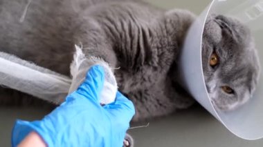Yakın plan, eldivenli profesyonel bir veteriner gri kedilerin pençelerini bandajlıyor. Yaralı safkan kedi..