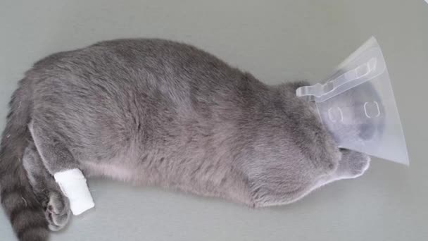 수의사의 칼라를 병색의 고양이가 표면에 부상당한 고양이 — 비디오