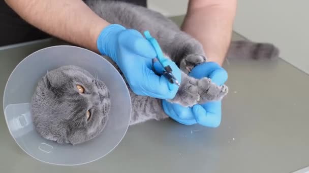 Veterinario Con Guantes Recorta Las Garras Gato Gato Collar Veterinario — Vídeo de stock