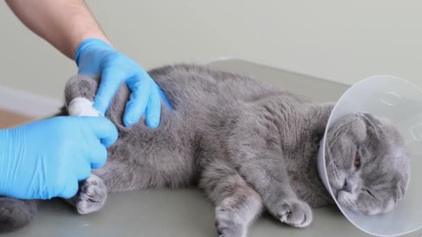 Veterinář Rukavicích Obvazuje Nemocnou Tlapu Šedé Kočky Zranění Tlapy Kočky — Stock video