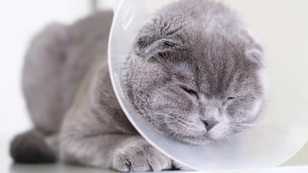 Κοντινό Πλάνο Μιας Όμορφης Γκρι Χνουδωτής Γάτας Ένα Κτηνιατρικό Κολάρο — Αρχείο Βίντεο
