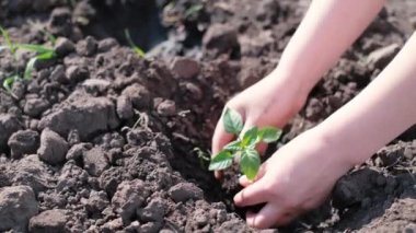 Genç bir bitkiyi eken bir kadının elleri. Kuru toprak. Ekolojinin korunması.
