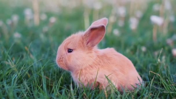 Piccolo Coniglietto Marrone Erba Verde Bel Coniglio Giardino — Video Stock