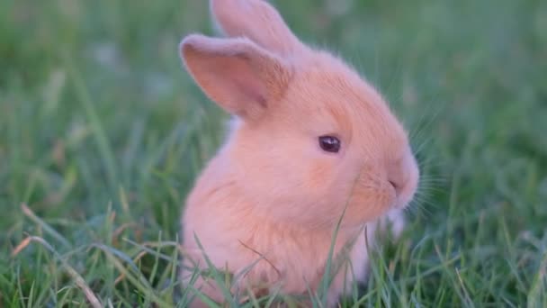 Hermoso Conejito Rojo Hierba Verde Pequeño Conejo — Vídeo de stock