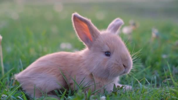一个可爱可爱的橙色绒毛兔子坐在绿草草坪上的特写 — 图库视频影像