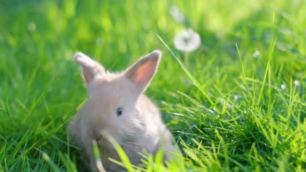 鮮やかな緑の芝生と緑の背景にかわいいイースターオレンジのウサギ 閉じろ — ストック動画