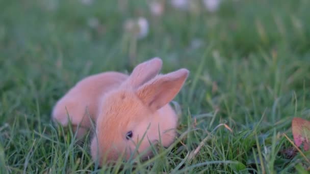 野兔坐在绿色的田野里 野兔坐在绿色的背景上 一只漂亮的兔子在吃草 — 图库视频影像