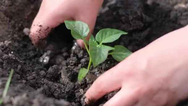 一个女人手的特写 她正在种植一种年轻的绿色植物 花园里的干土 保护地球的生态 — 图库视频影像