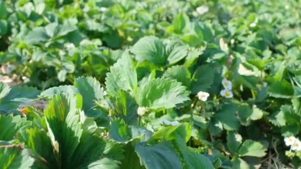 Biały Kwiat Zielonej Truskawce Plantacja Młodych Truskawek — Wideo stockowe