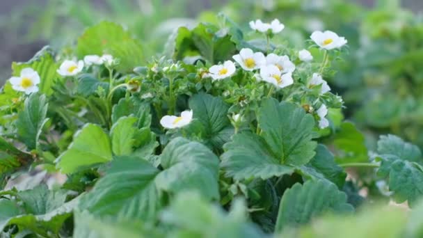 Вирощування Полуниці Саду Полуниця Цвіте Білими Квітами — стокове відео