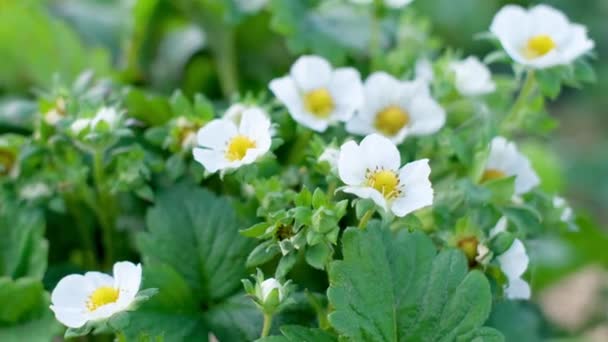 Beyaz Çiçekli Bir Çileğin Yakın Plan Görüntüsü Bahçede Çilek Yetiştiriyor — Stok video