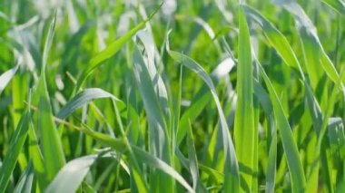 Buğday tarlasına yakın çekim, tahıl ekinleri. Taze yeşil çavdar bitkilerinin yetiştirilmesi. Tarım için tahıl, mahsulleri, mahsulleri kaplamak..
