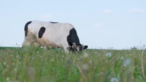 Eine Kuh Grast Auf Einer Grünen Wiese Grünen Saubere Rasenfläche — Stockvideo
