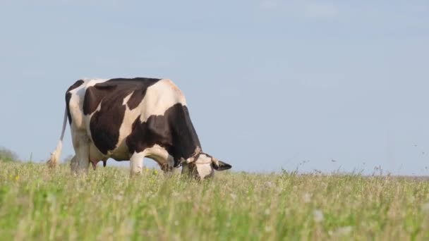 Dairy Cow Eats Grass Green Meadow Agricultural Animal Husbandry Ecologically — Stock Video