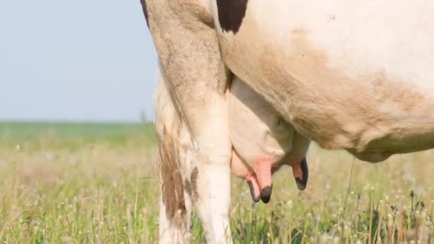 閉じるまでは 酪農牛の緑の牧草地で草を食べている 農業動物飼育 生態学的にきれいなフィールド — ストック動画