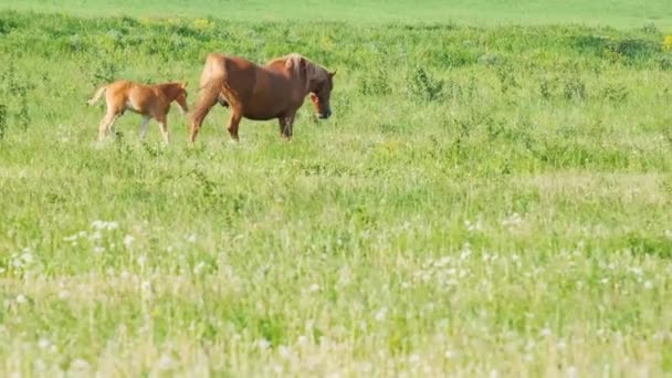 Eine Pferdefamilie Auf Einer Schönen Grünen Wiese Ein Ökologisch Sauberes — Stockvideo