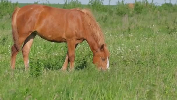 Jovem Cavalo Vermelho Belo Prado Verde Campo — Vídeo de Stock