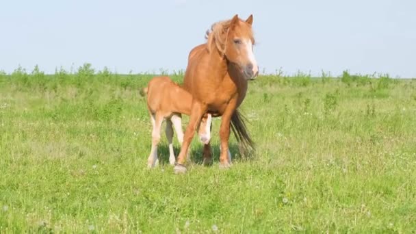 Cavalos Rurais Prado Verde Exploração Cavalos — Vídeo de Stock