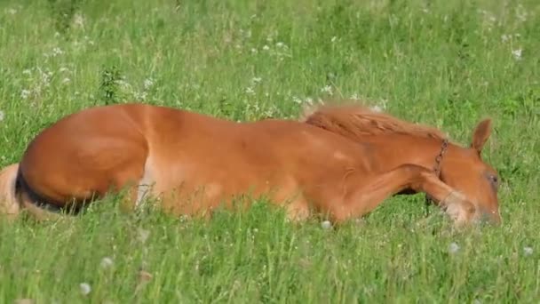 Een Jong Bruin Paard Speelt Een Groene Weide Een Energiek — Stockvideo