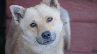 Güzel kızıl saçlı bir köpeğin portresi kameraya bakıyor ve kuyruğunu sallıyor..