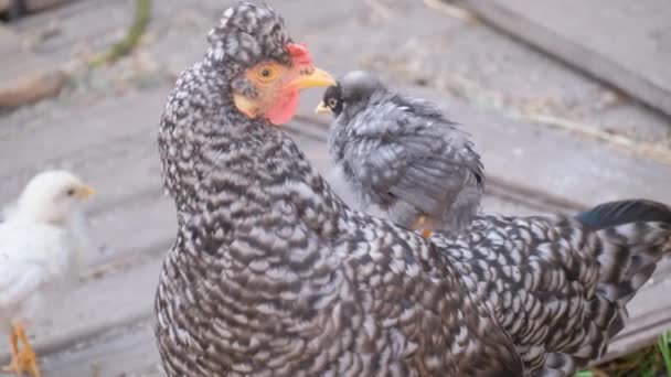 母鸡和小鸡坐在农场里休息 — 图库视频影像