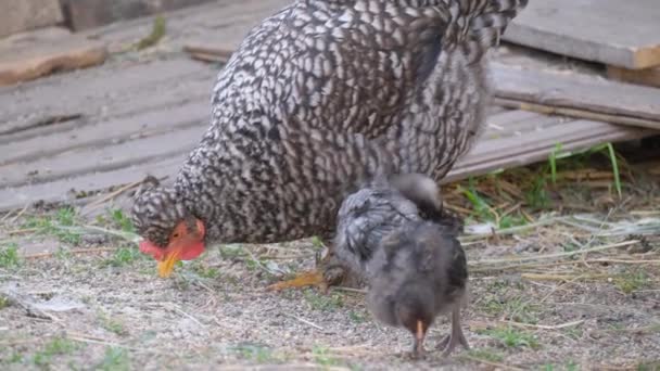 Yetişkin Bir Tavuk Yavrular Yiyecek Arıyorlar Benekli Güzel Tavuklar — Stok video