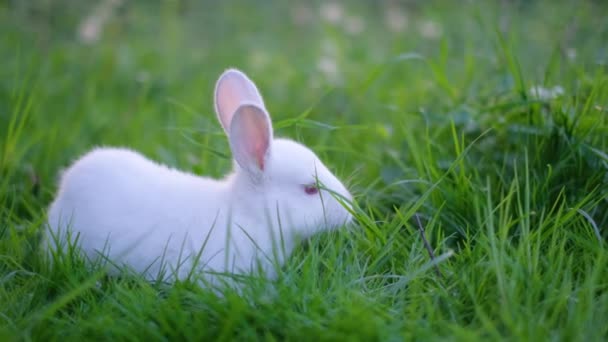 可愛い白いウサギが牧草地で草を食べています 緑の芝生で遊ぶ愛らしい小さな白いオランダのウサギ イースターの日のコンセプト — ストック動画