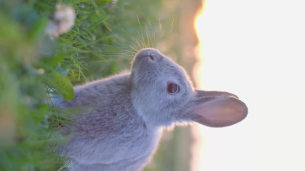 夕日の背景にカメラを見て灰色のウサギの垂直方向のビデオ ぼやけた背景 — ストック動画