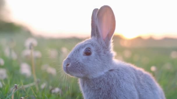 Portrait Gray Rabbit Sunset Background Love Animals — Stock Video