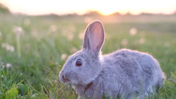 小さなウサギが晴れた日に緑の草の中に座っている ウサギは灰色です 4Kビデオ — ストック動画