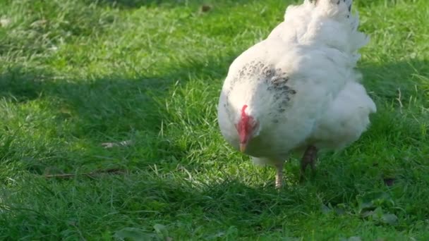 Ein Schönes Huhn Sucht Auf Dem Grünen Gras Garten Nach — Stockvideo