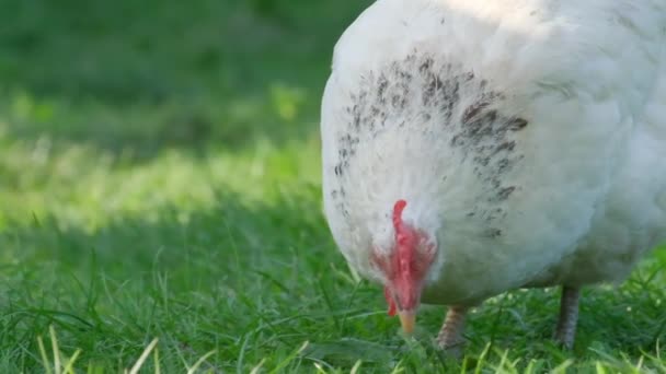 Λευκό Κοτόπουλο Πράσινο Γρασίδι Στον Κήπο Αργή Κίνηση — Αρχείο Βίντεο