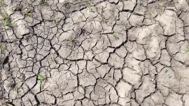 Tiefe Risse Durch Trockenes Wetter Zunehmende Häufigkeit Von Dürren Weltweit — Stockvideo