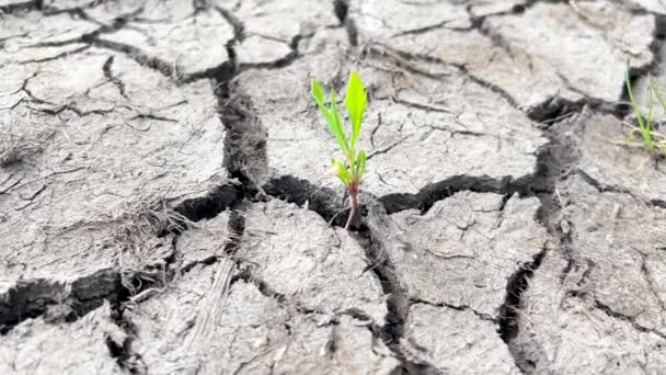 地球干旱和气候变化 严重干旱后干裂的土壤 — 图库视频影像