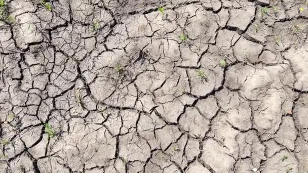 Susza Zmiany Klimatyczne Sucha Pęknięta Gleba Suszy — Wideo stockowe