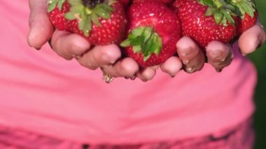 Güneşli bir yaz gününde bir adamın elinin üzerinde bir demet olgun, taze çilek. Çiftçilerin hasatı.