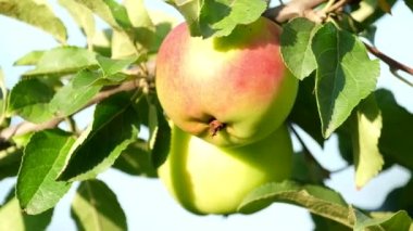 Bir dalda olgun ve sulu elmalar. Yaz, sonbahar. Hasat. Doğal gıda ürünleri.