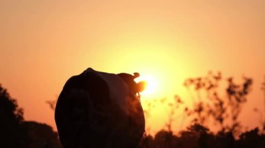 Gün batımının arka planında duran bir ineğin siluetinin inanılmaz güzel videosu. Hayvanlar ve doğa. Güzel günbatımı renkleri