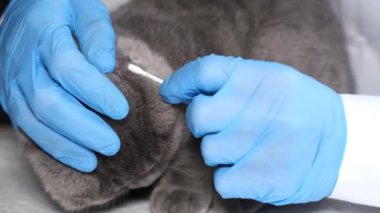 Veteriner randevusunda safkan tüylü kedi. Bir veteriner kulak çubuğuyla tüylü gri bir kedinin kulaklarını temizler. Dikey video