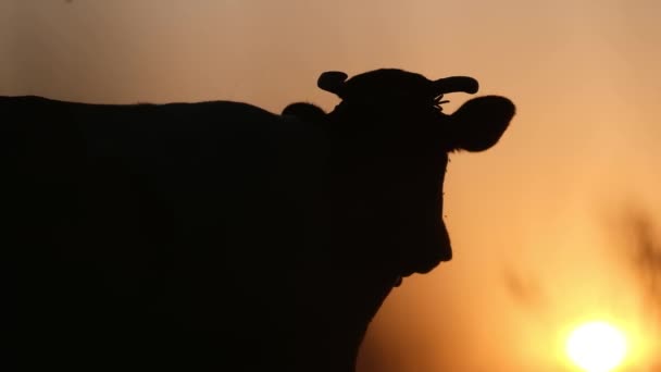 Piękny Film Sylwetką Krowy Stojącej Tle Niesamowitego Zachodu Słońca Piękno — Wideo stockowe