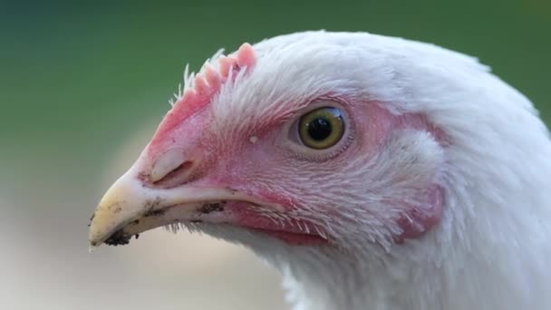 Zbliżenie Głowy Młodego Białego Kurczaka Hodowla Kurczaków Wiosce Mięso Jaja — Wideo stockowe