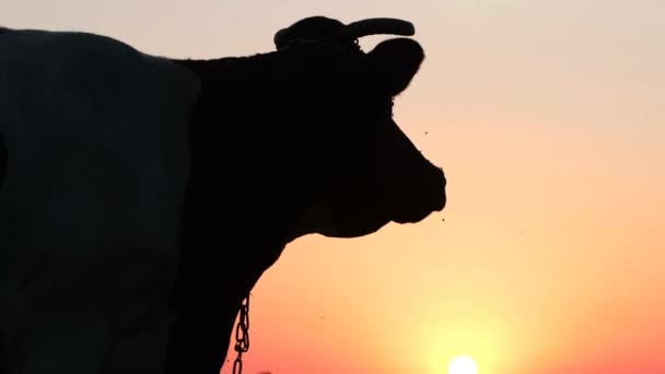 Silueta Cabeza Una Vaca Con Cuernos Pie Sobre Fondo Puesta — Vídeos de Stock