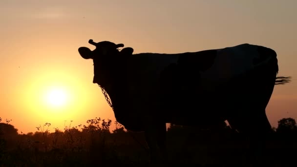 Piękny Wizerunek Sylwetki Krowy Stojącej Polu Tle Zachodu Słońca Zwierzęta — Wideo stockowe