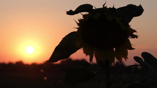Σιλουέτα Αποξηραμένου Λουλουδιού Στο Φόντο Του Ηλιοβασιλέματος Έννοια Ομορφιάς Απίστευτα — Αρχείο Βίντεο