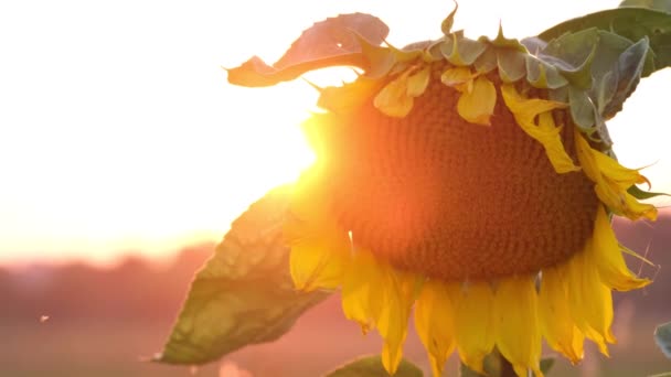 Duży Żółty Kwiat Dużego Słonecznika Tle Światła Słonecznego Zachód Słońca — Wideo stockowe