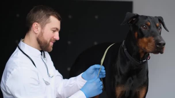 Vousatý Atraktivní Veterinární Lékař Měří Velikost Prsou Velkého Čistokrevného Psa — Stock video