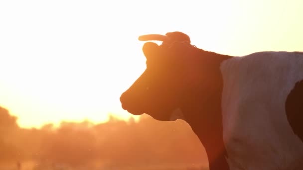 Una Vaca Blanca Negra Encuentra Prado Sobre Hermoso Fondo Luz — Vídeo de stock