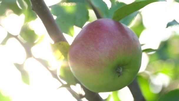 在阳光的映衬下 枝头上有红色多汁的苹果 在花园里收获 在农场收获 天然食品 有机食品 — 图库视频影像