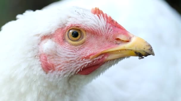 Kurczak Wiosce Powiększenie Obrazu Głowy Białych Kurczaków Mięso Kurczaka Kurczaki — Wideo stockowe